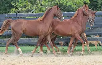 Photographie d'un groupe de jeunes chevaux roux galopant