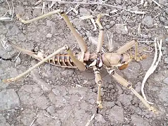 Saga ephippigera syriaca, femelle