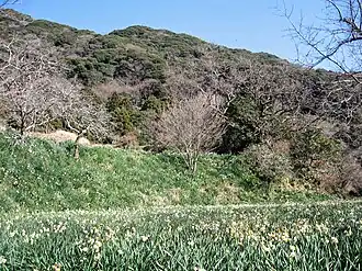 Tapis printanier de Narcissus tazetta au pied du Mont Sagayama (Japon)