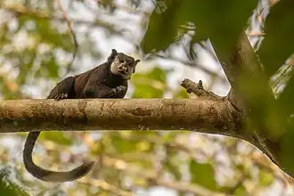 Description de l'image Saguinus inustus 463740429.jpg.