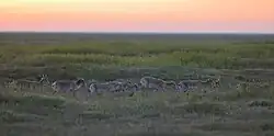Saigas in Chyornye Zemli