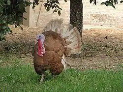 Dindon de face.