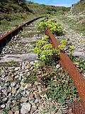 Cristes marines (Crithmum maritimum) sur l'ancienne voie ferrée servant à déplacer les cibles.