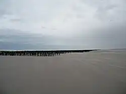 Une armée de pieux pour les moules de bouchots.