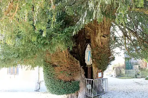 L'if funéraire pluri-centenaire.