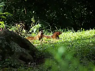 Description de cette image, également commentée ci-après