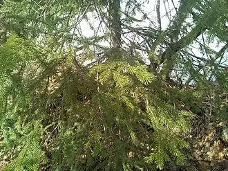 Branches à Sakhaline en mai 2018.