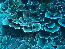 A la surface de ces plateaux, on retrouve les polypes reliés par le coenosarc.