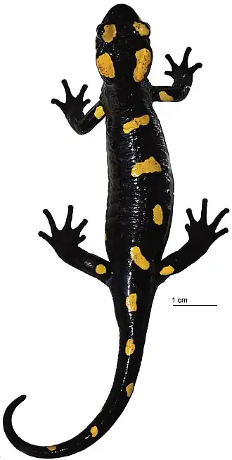 Description de l'image Salamandra algira atlantica (10.3897-zookeys.893.46649) Figure 2.jpg.