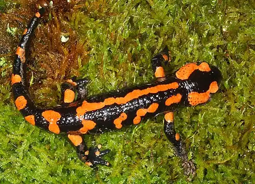 Certains spécimens assez rares, mais pouvant dominer dans certaines localités, ont des taches plutôt orange à rougeâtres, il s'agit de variabilité génétique. Il en existe dans la plupart des sous-espèces.