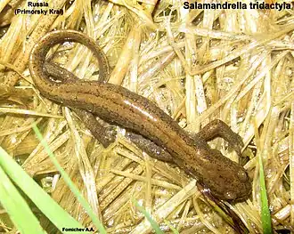 Description de l'image Salamandrella tridactyla.jpg.