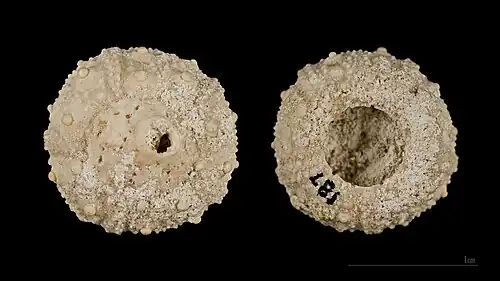 Fossile de Salenia petalifera MHNT