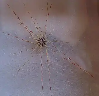 Spécimen de Bathysalenia goesiana (NHM)