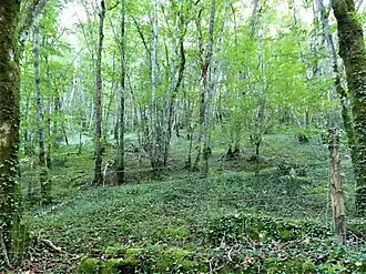 Image illustrative de l’article Hêtraie du Claud