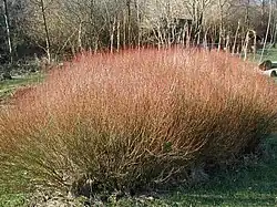 Salix purpurea, vue d'ensemble hivernale.