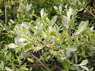 Description de l'image Salix cantabrica. Salguera cantabrica.jpg.