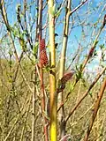 Salix purpurea, fleurs mâles à anthères rouges.