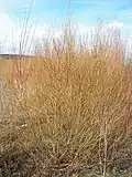 Salix purpurea, vue d'ensemble hivernale.