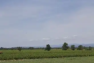 Image illustrative de l’article Coteaux-de-narbonne