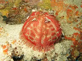 Salmacis belli en Nouvelle-Calédonie.