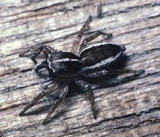 Description de l'image Salt0001 Marchena minuta male.jpg.