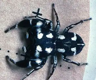 Description de l'image Salt0567 Heratemita alboplagiata male.jpg.