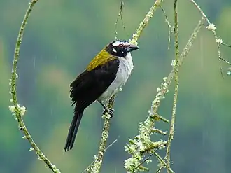 Description de l'image Saltator atripennis -Manizales, Caldas, Colombia-8.jpg.