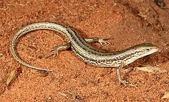 Description de l'image Saltbush Skink (Morethia adelaidensis) (9391150782).jpg.