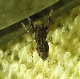 Description de cette image, également commentée ci-après