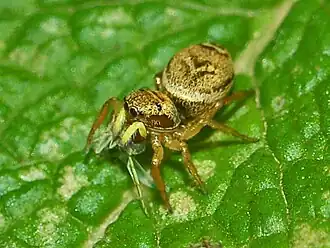 Description de l'image Salticidae - Heliophanus tribulosus.JPG.