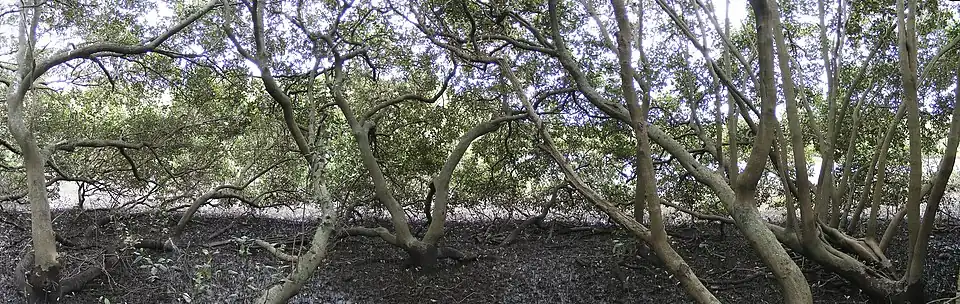À l'intérieur d'une canopée de mangrove, Salt Pan Creek&nbsp;(en), Nouvelle-Galles du Sud.