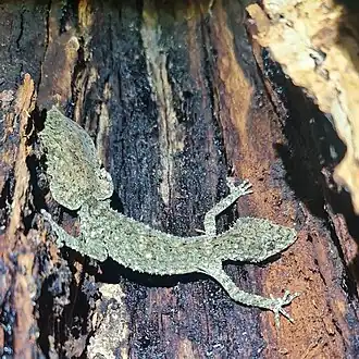 Description de l'image Saltuarius moritzi 270403871.jpg.