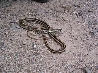 Description de l'image Salvadora mexicana.jpg.