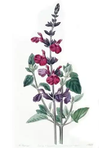 Description de cette image, également commentée ci-après