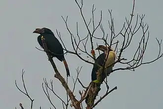 Description de l'image Samar Hornbill Pair.jpg.