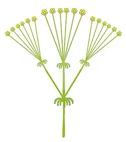 Schéma d'une ombelle composée de 3 ombellules et leur involucelle à la base.