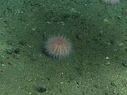 Un individu observé à 175&nbsp;m de profondeur en Californie.