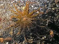 Actinostephanus haeckeli