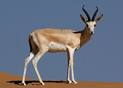 Gazelle à goitre