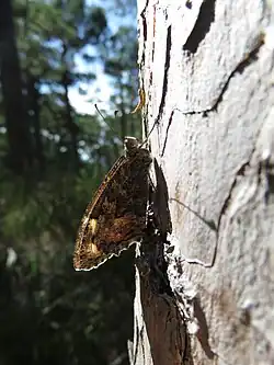 Papillon sur un arbre.
