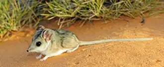 Description de l'image Sandhill Dunnart (Sminthopsis psammophila).webp.