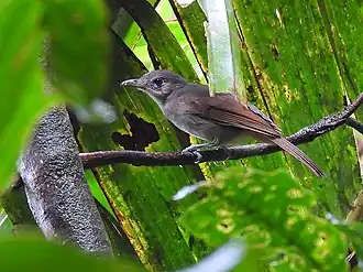 Description de l'image Sangihe Whistler.jpg.