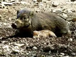 Sanglier des Visayas