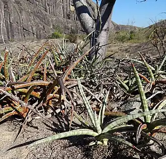 Description de cette image, également commentée ci-après