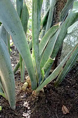 Description de cette image, également commentée ci-après