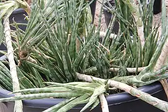 Description de l'image Sansevieria francisii pm.jpg.