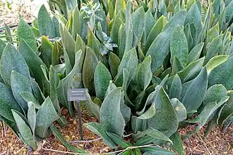 Description de l'image Sansevieria masoniana - Mounts Botanical Garden - Palm Beach County, Florida - DSC03644.jpg.