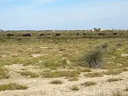 Sansouïre et bouvine