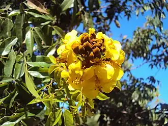 Description de cette image, également commentée ci-après