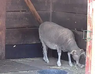 Un mouton de Santa Cruz au :Roger Williams Park Zoo (en) de Providence (Rhode Island).